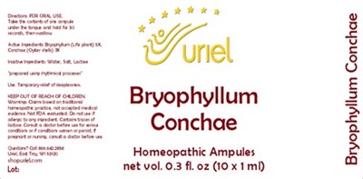 Bryophyllum Conchae Ampules (Bryophyllum Conchae Ampules)